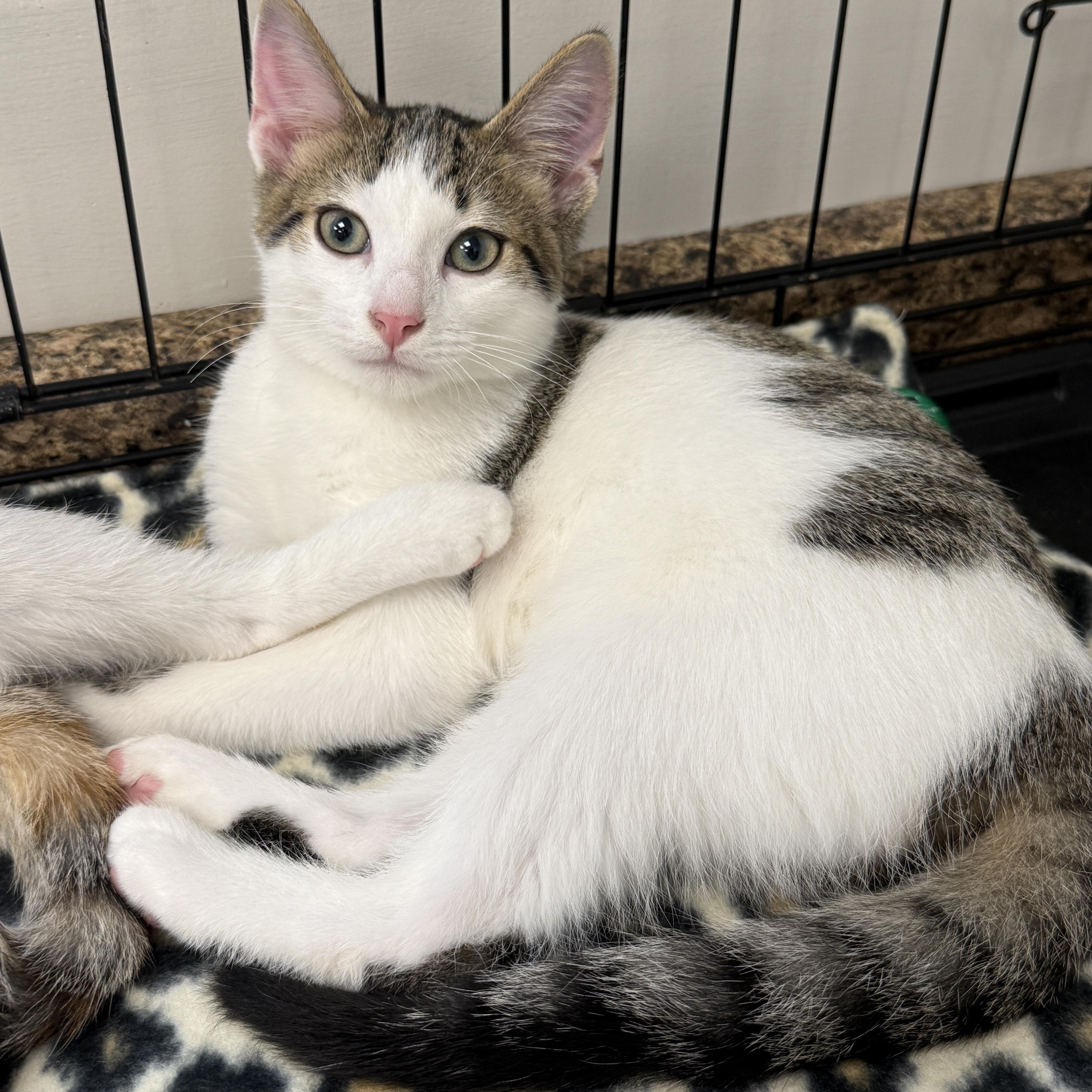 Jojo, a Adoptable Domestic Short Hair in Hartville, OH image 4/4