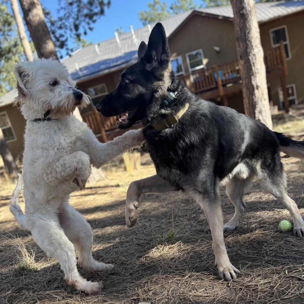 Enlarge Iris, a Adoptable mixed breed in Colorado Springs, CO image 1/6