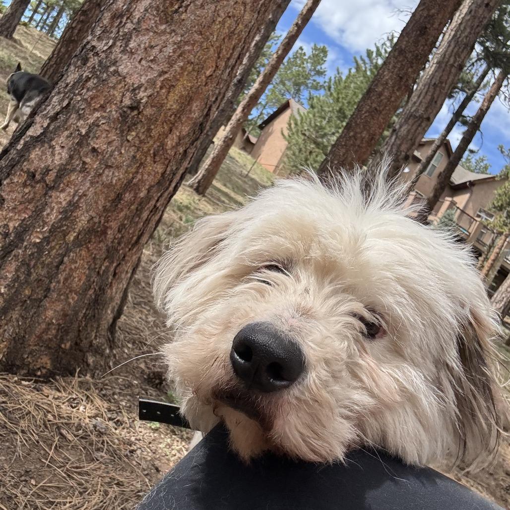 Enlarge Iris, a Adoptable mixed breed in Colorado Springs, CO image 5/6