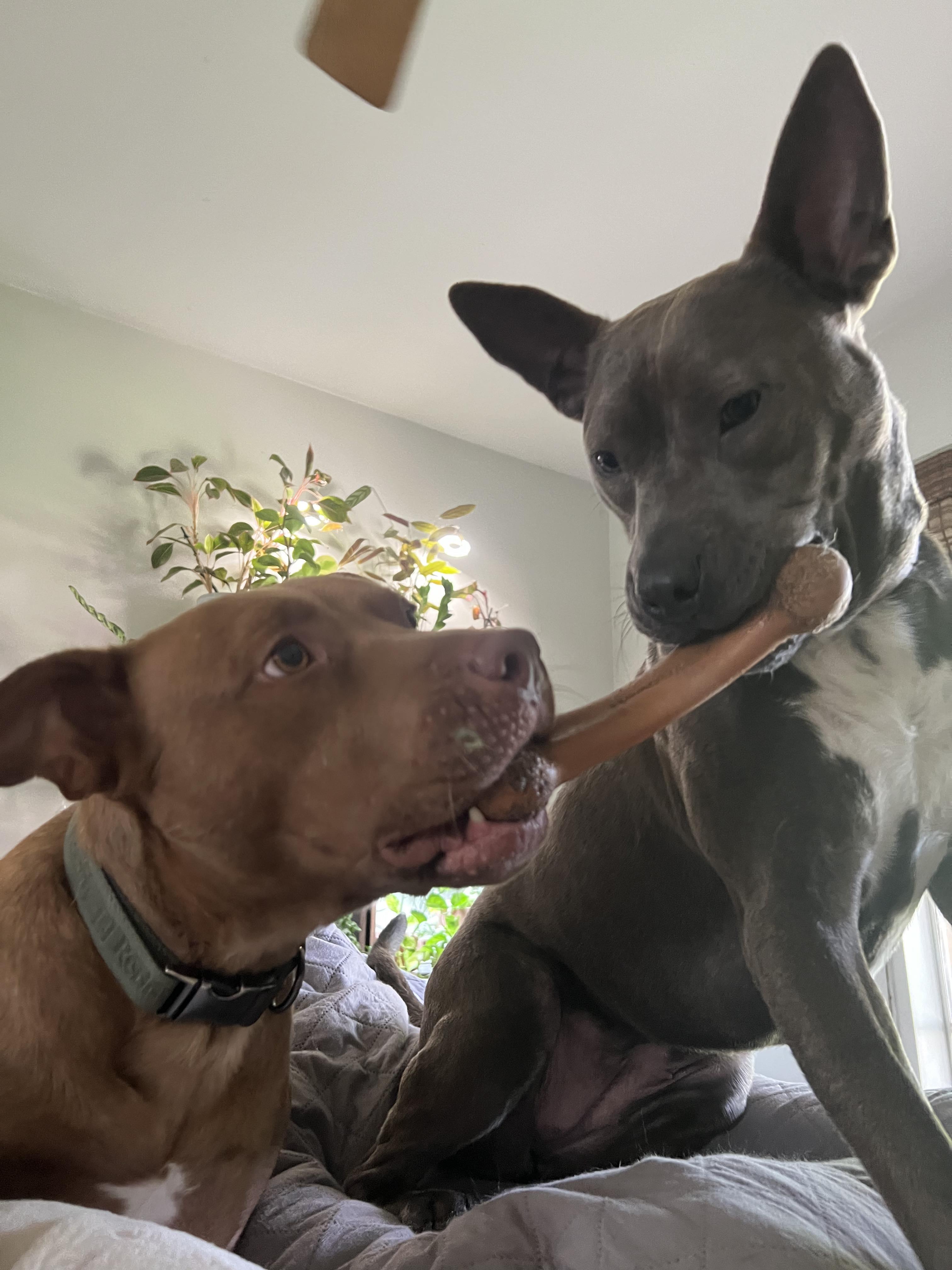 Enlarge Rusty, a Adopted mixed breed in Puyallup, WA image 3/5