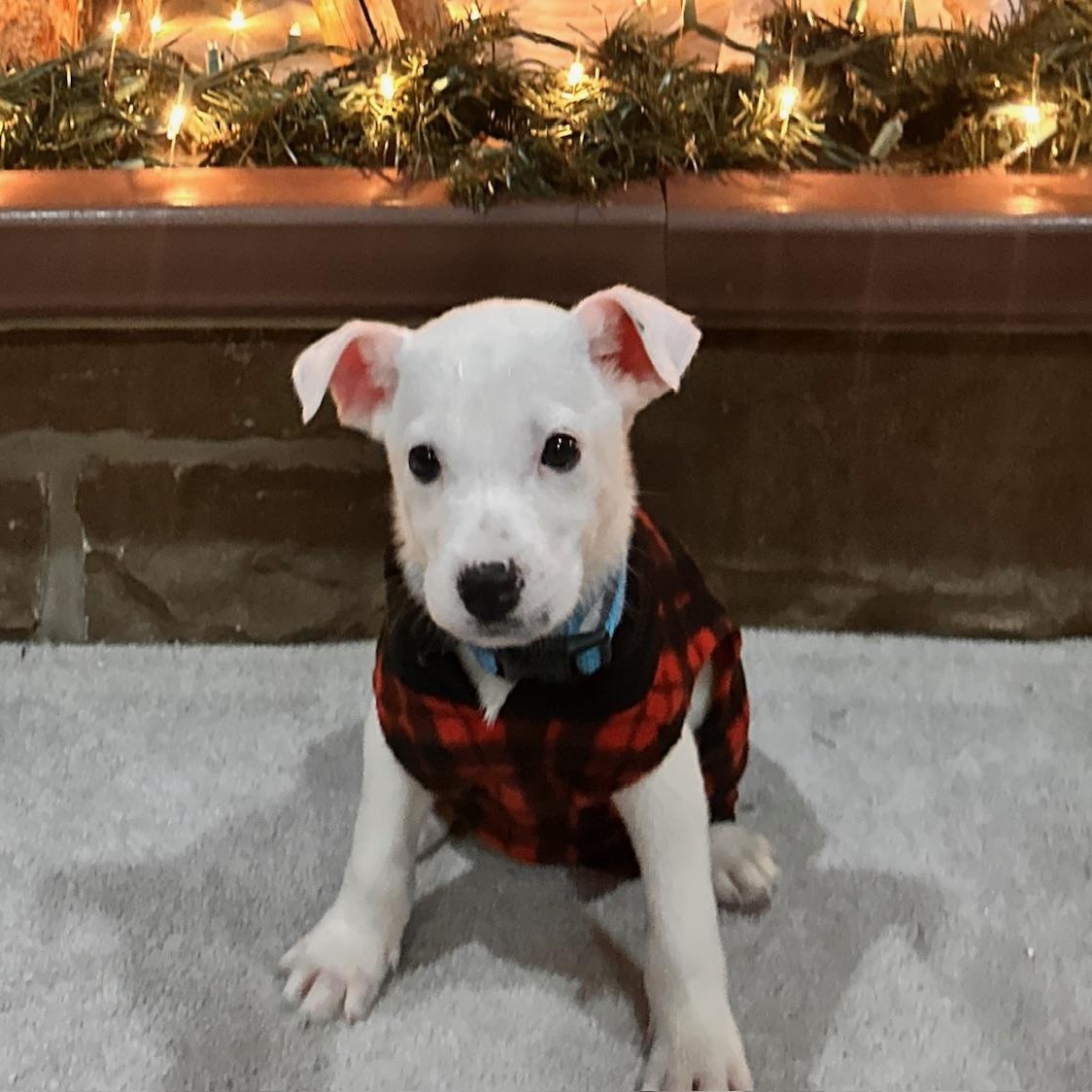 Mickey D, ADOPTABLE, Puppy Male Jack Russell Terrier & Australian Shepherd.