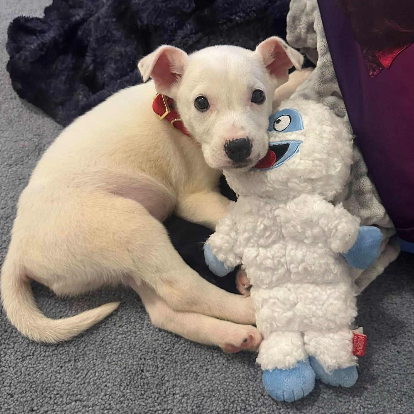 Enlarge Mickey D, a ADOPTABLE mixed breed in Bethlehem, PA image 6/6