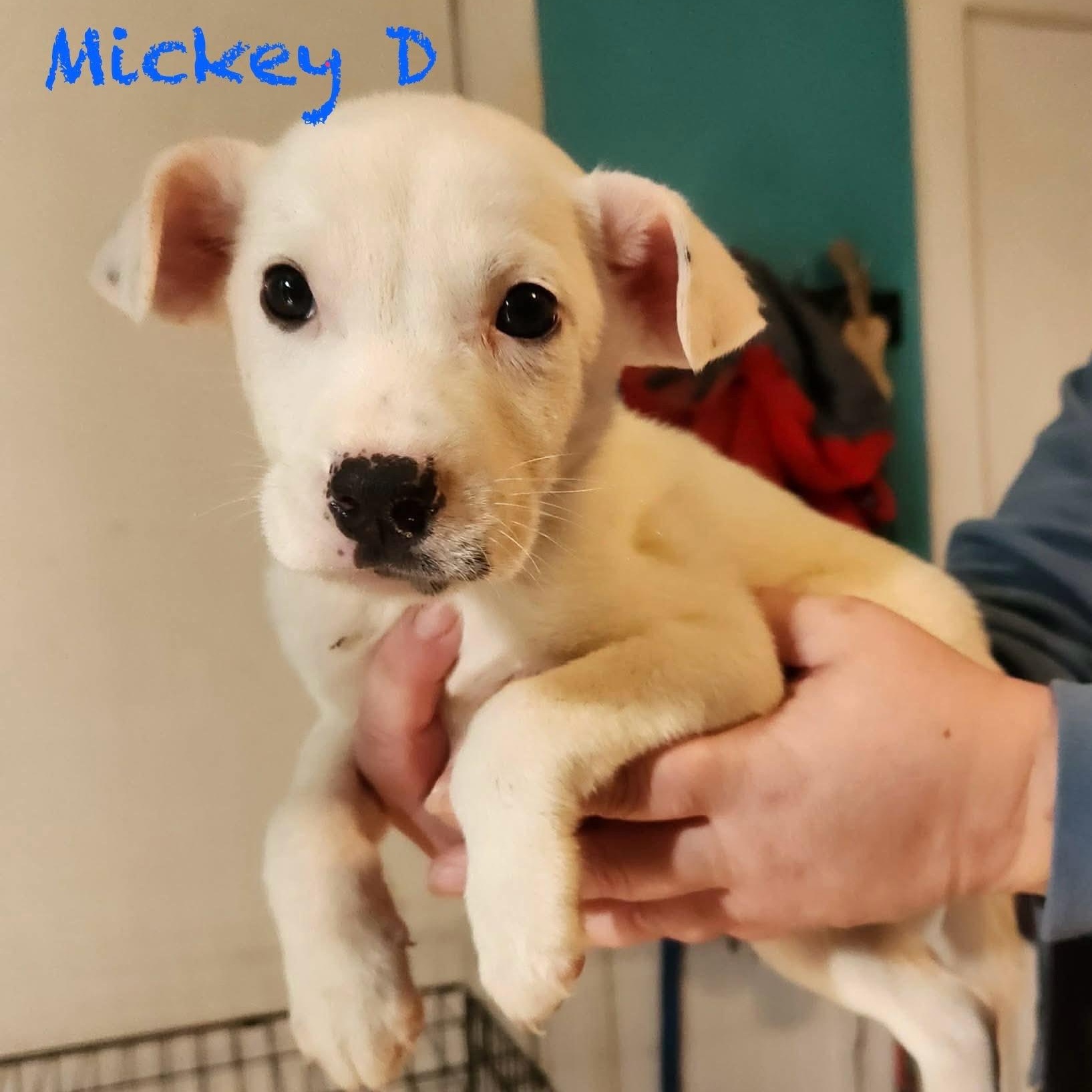 Enlarge Mickey D, a ADOPTABLE mixed breed in Bethlehem, PA image 2/6