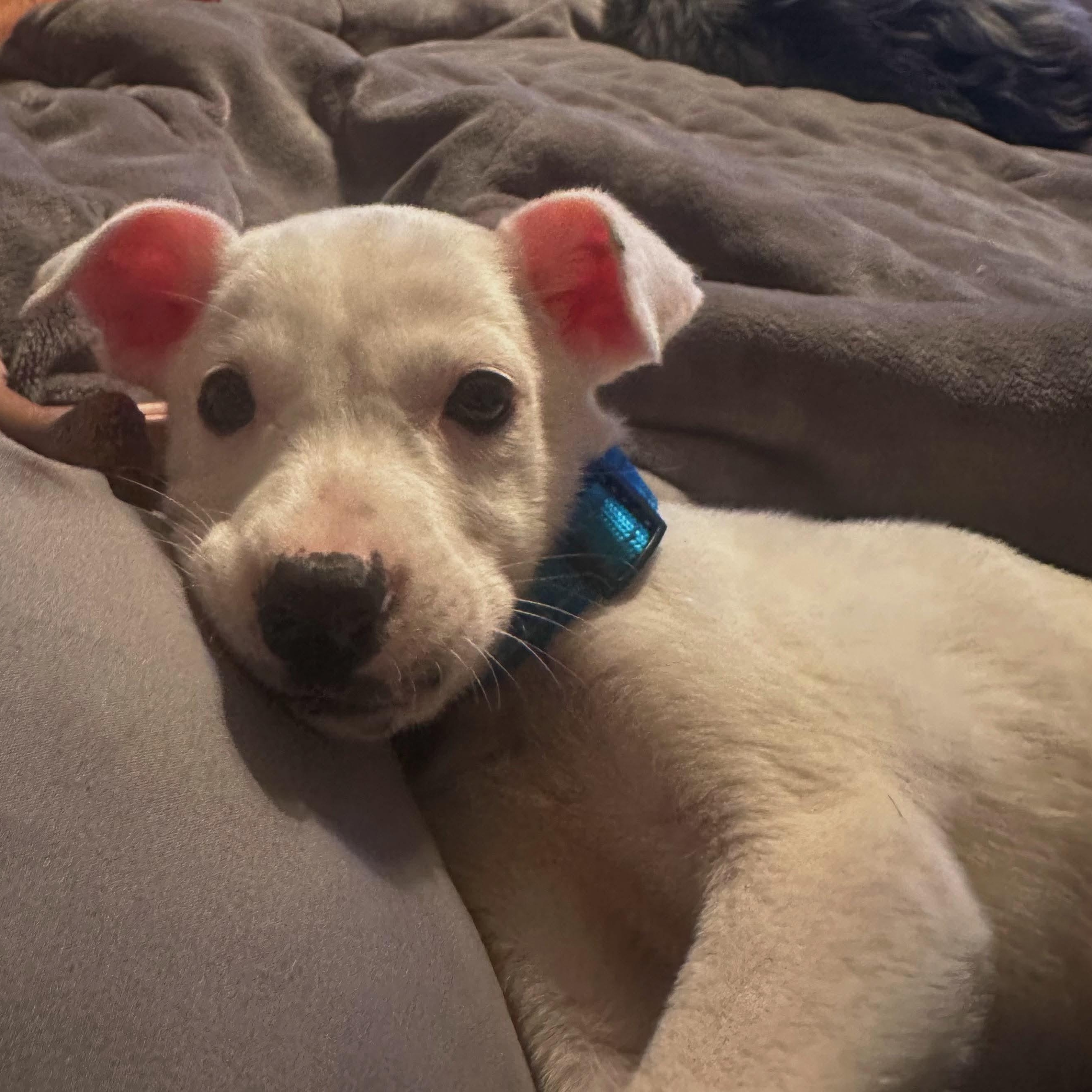 Enlarge Mickey D, a ADOPTABLE mixed breed in Bethlehem, PA image 3/6