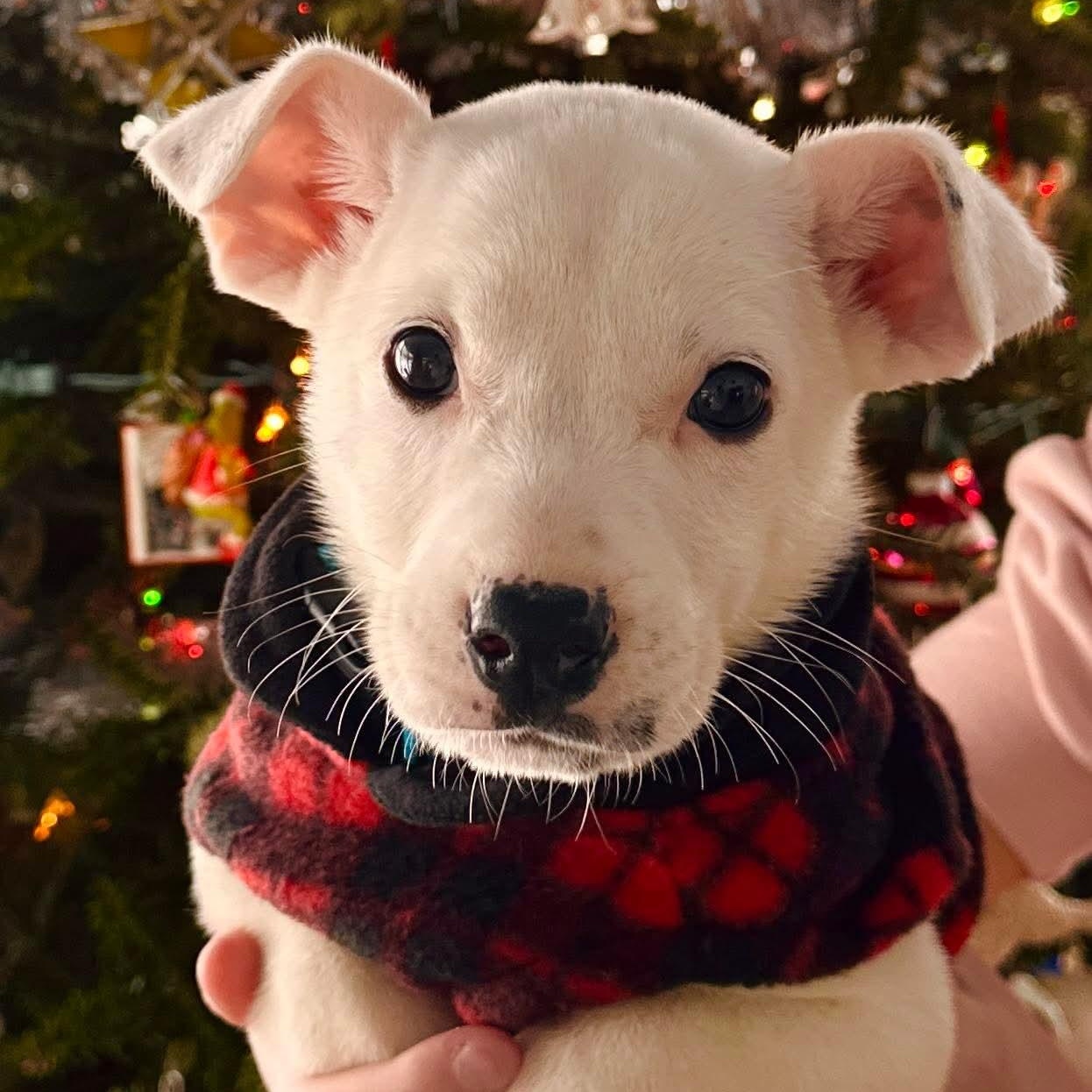 Enlarge Mickey D, a ADOPTABLE mixed breed in Bethlehem, PA image 5/6
