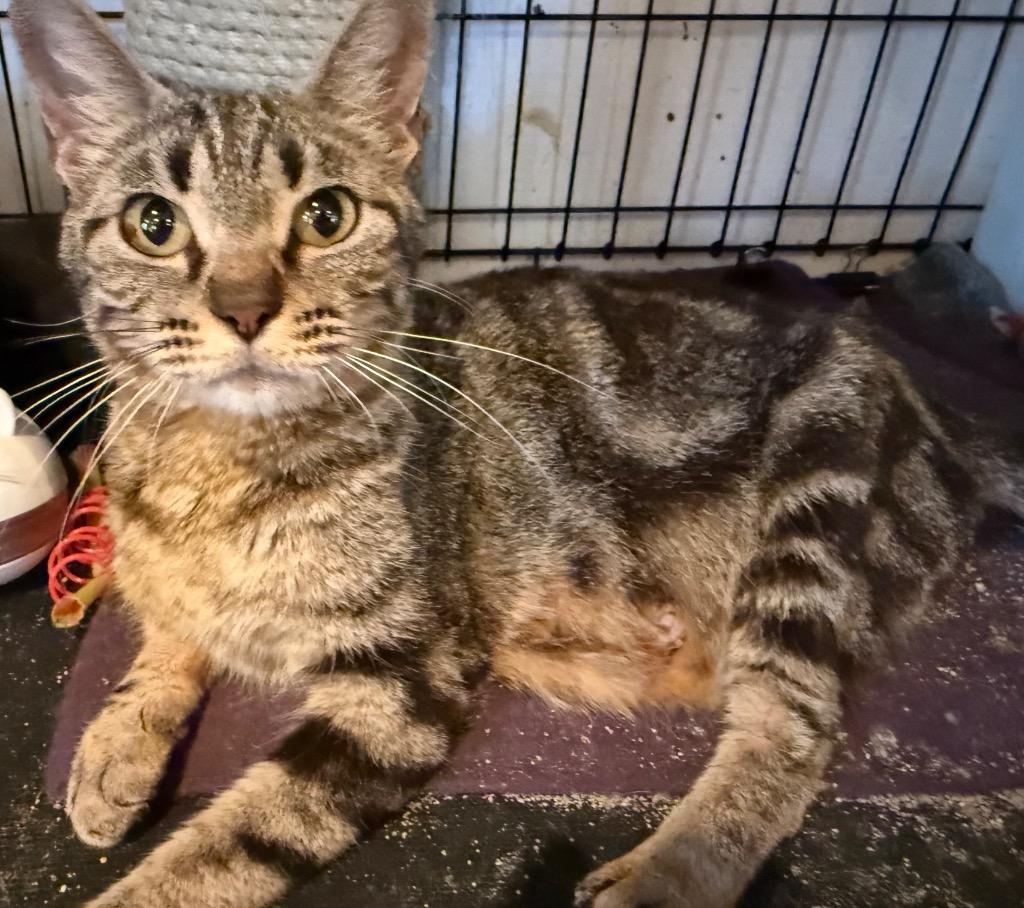 Enlarge Winnie, a Adoptable mixed breed in Mountain Home, AR image 1/1