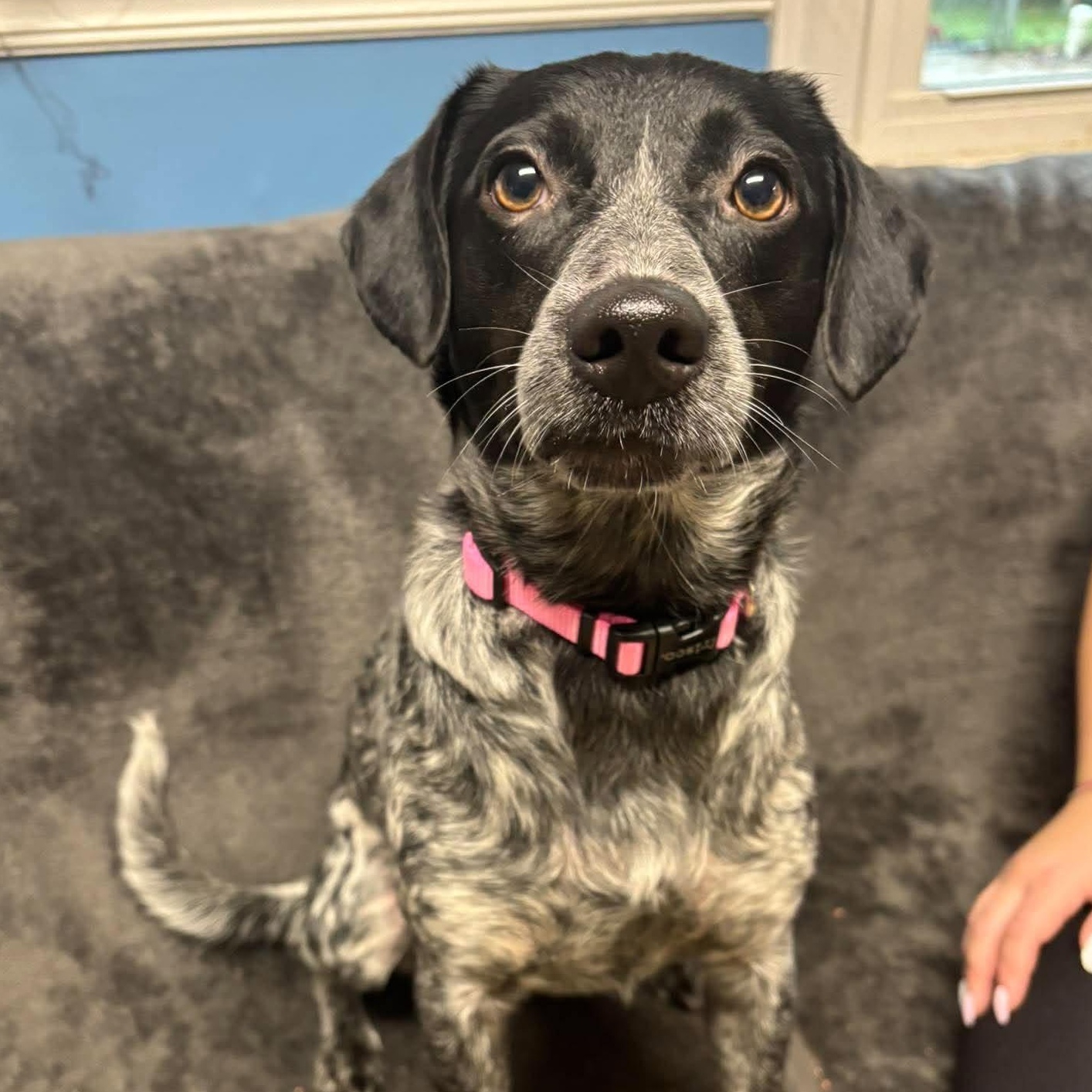 Lock, Adopted, Adult Female Pointer.
