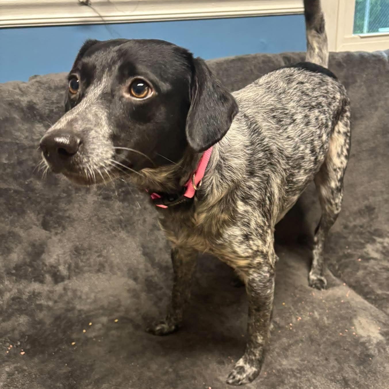 Enlarge Lock, a Adopted Pointer in Sunderland, MD image 3/4