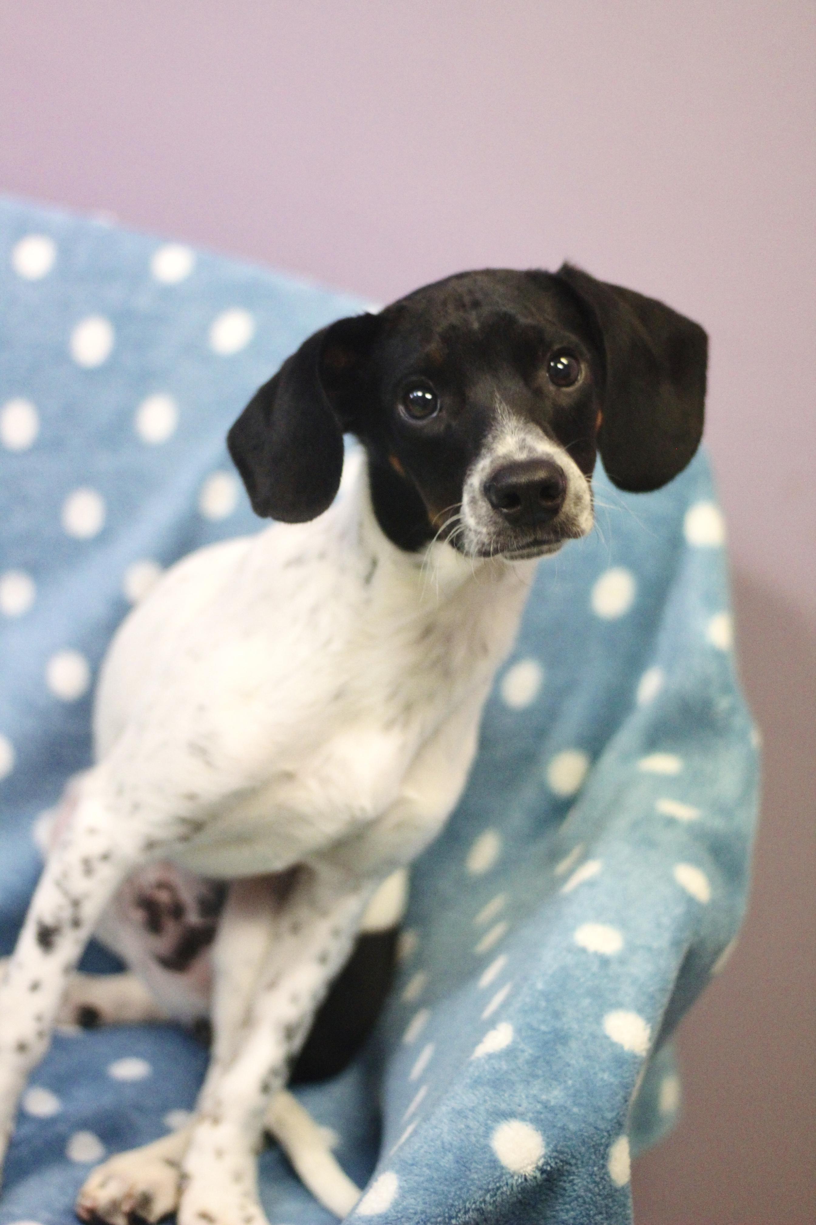 Enlarge Peter Pan in NH! Come Meet our Adoptable Dogs Wednesday-Saturday. More info in Bio! , a ADOPTABLE mixed breed in Manchester, NH image 1/3
