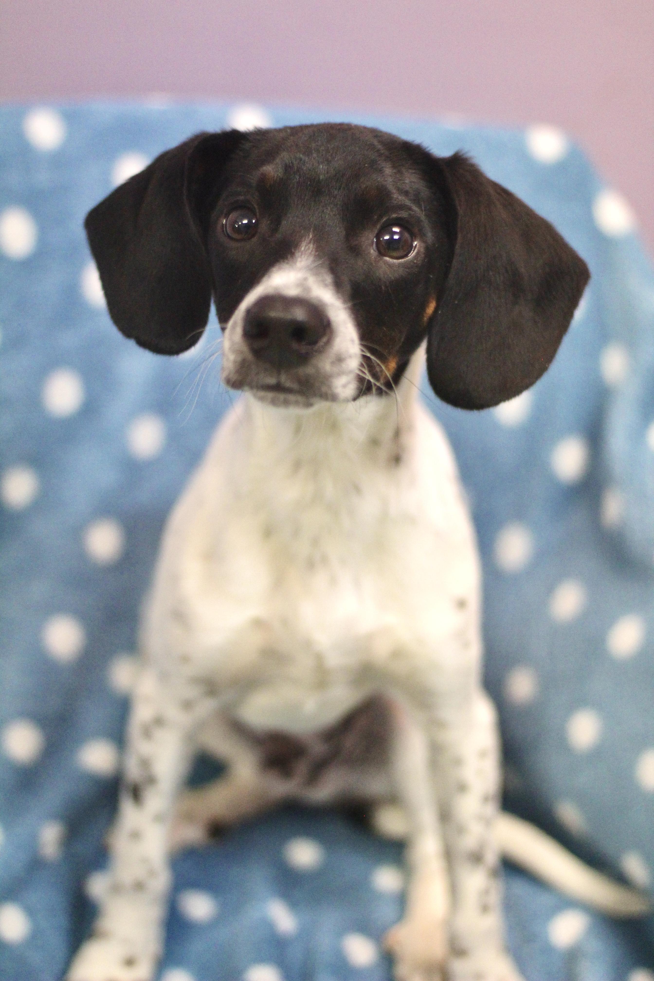 Enlarge Peter Pan in NH! Come Meet our Adoptable Dogs Wednesday-Saturday. More info in Bio! , a ADOPTABLE mixed breed in Manchester, NH image 3/3