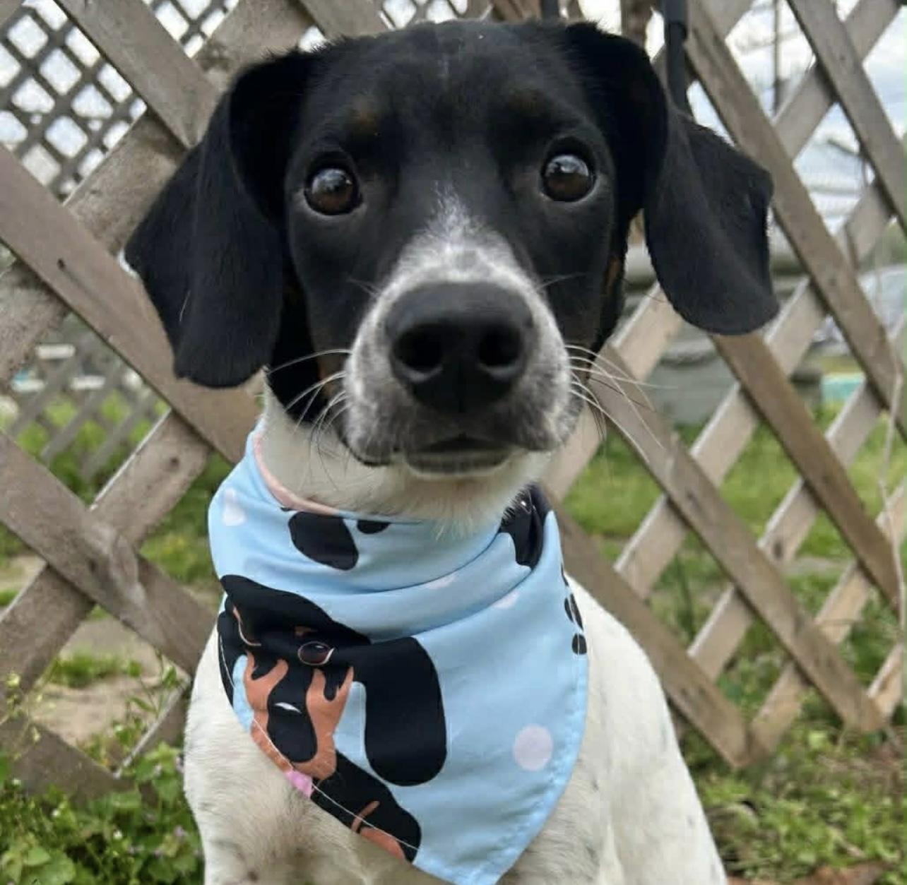 Enlarge Peter Pan in NH! Come Meet our Adoptable Dogs Wednesday-Saturday. More info in Bio! , a ADOPTABLE mixed breed in Manchester, NH image 2/3