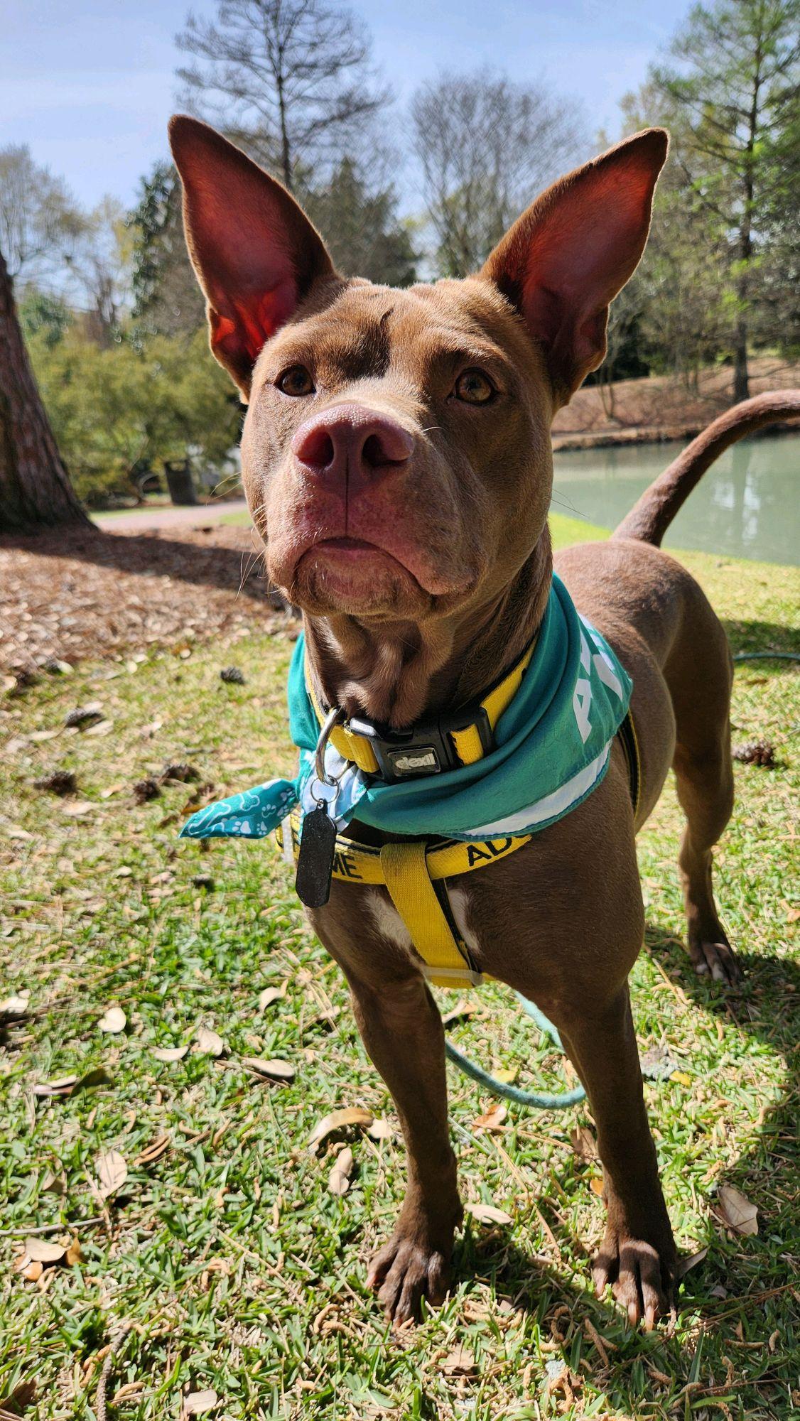 Enlarge Millie, a ADOPTABLE Mixed Breed in North Augusta, SC image 3/6