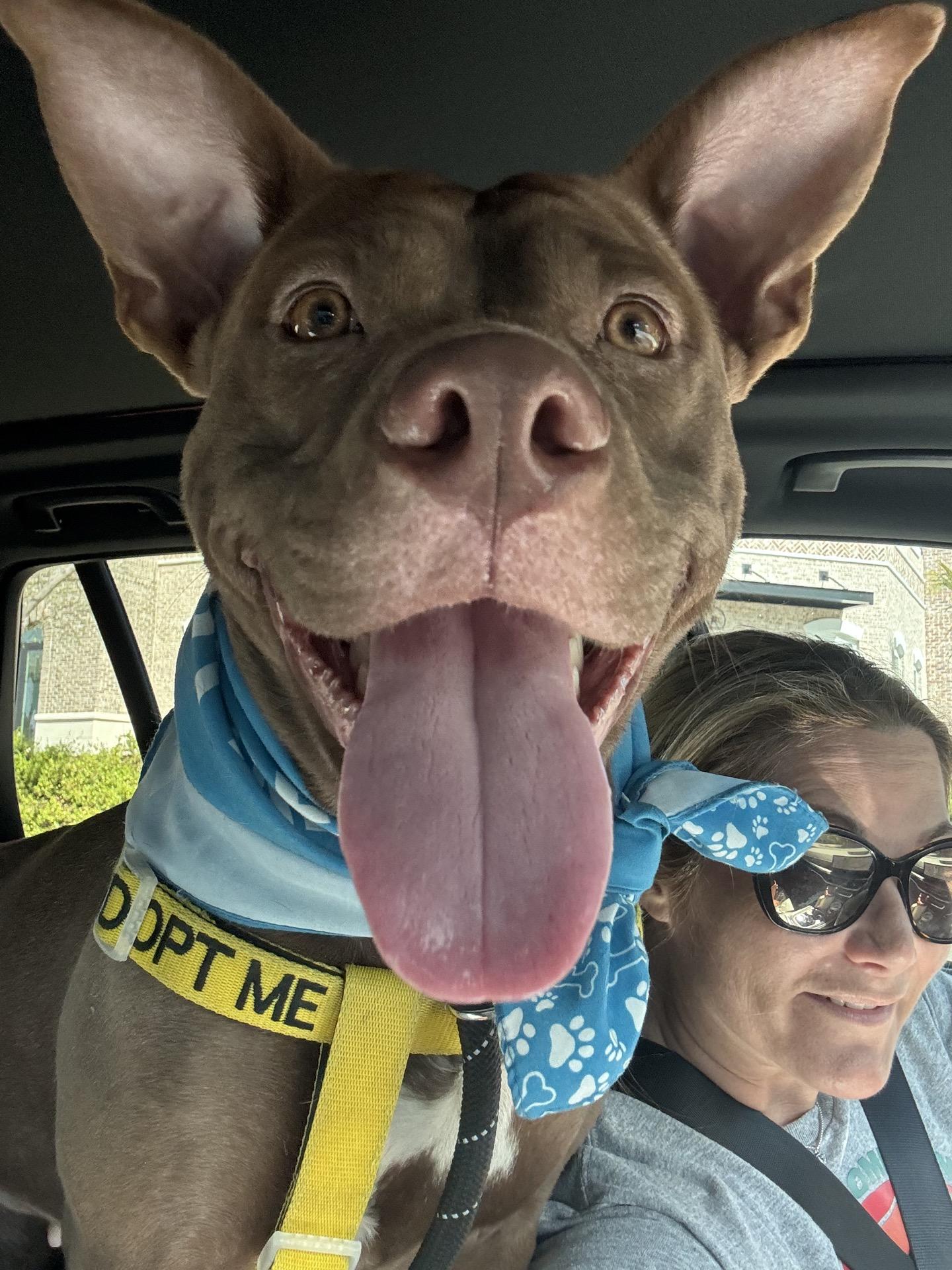 Enlarge Millie, a ADOPTABLE Mixed Breed in North Augusta, SC image 2/6