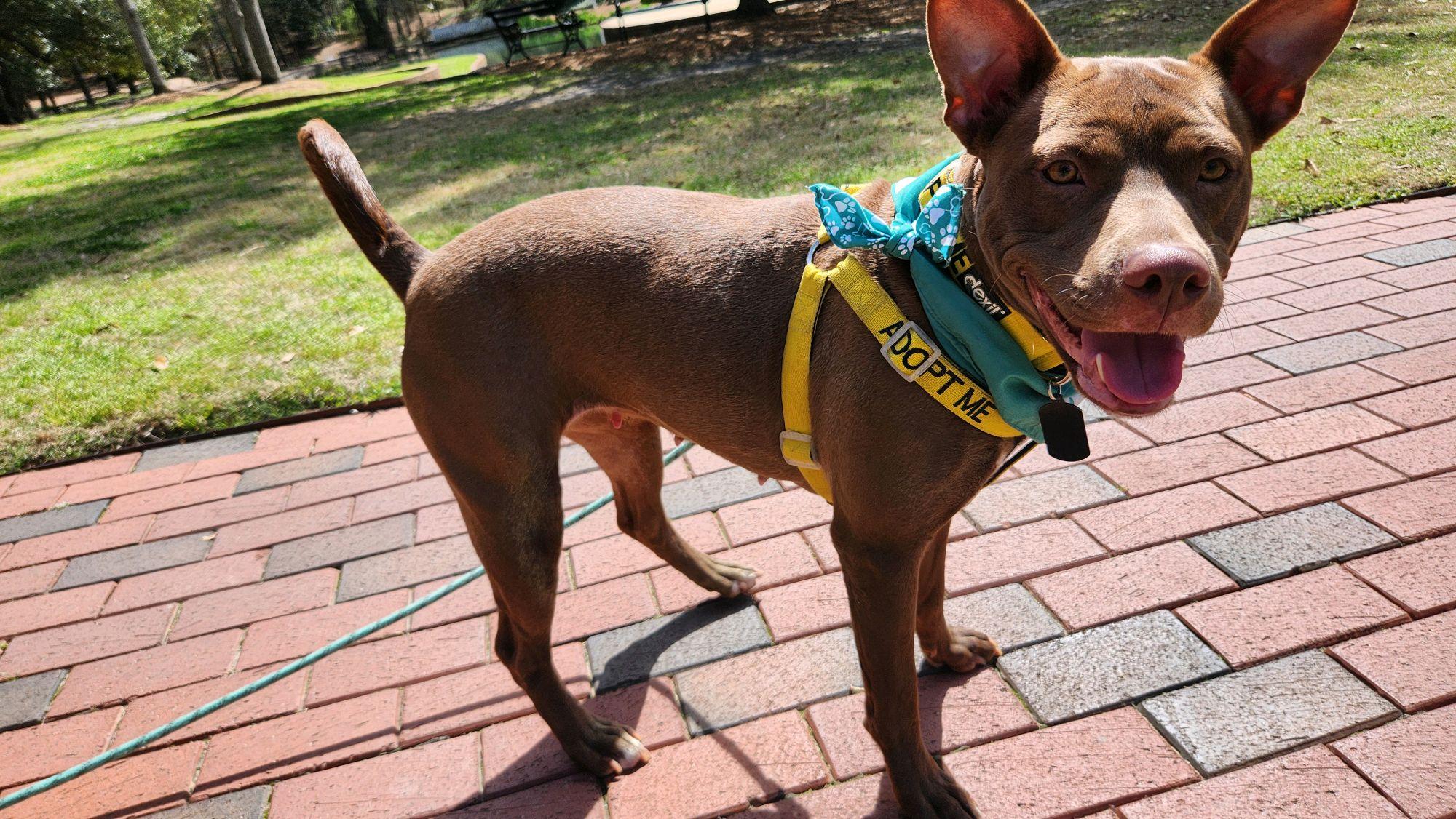 Millie, ADOPTABLE, Young Female Mixed Breed.