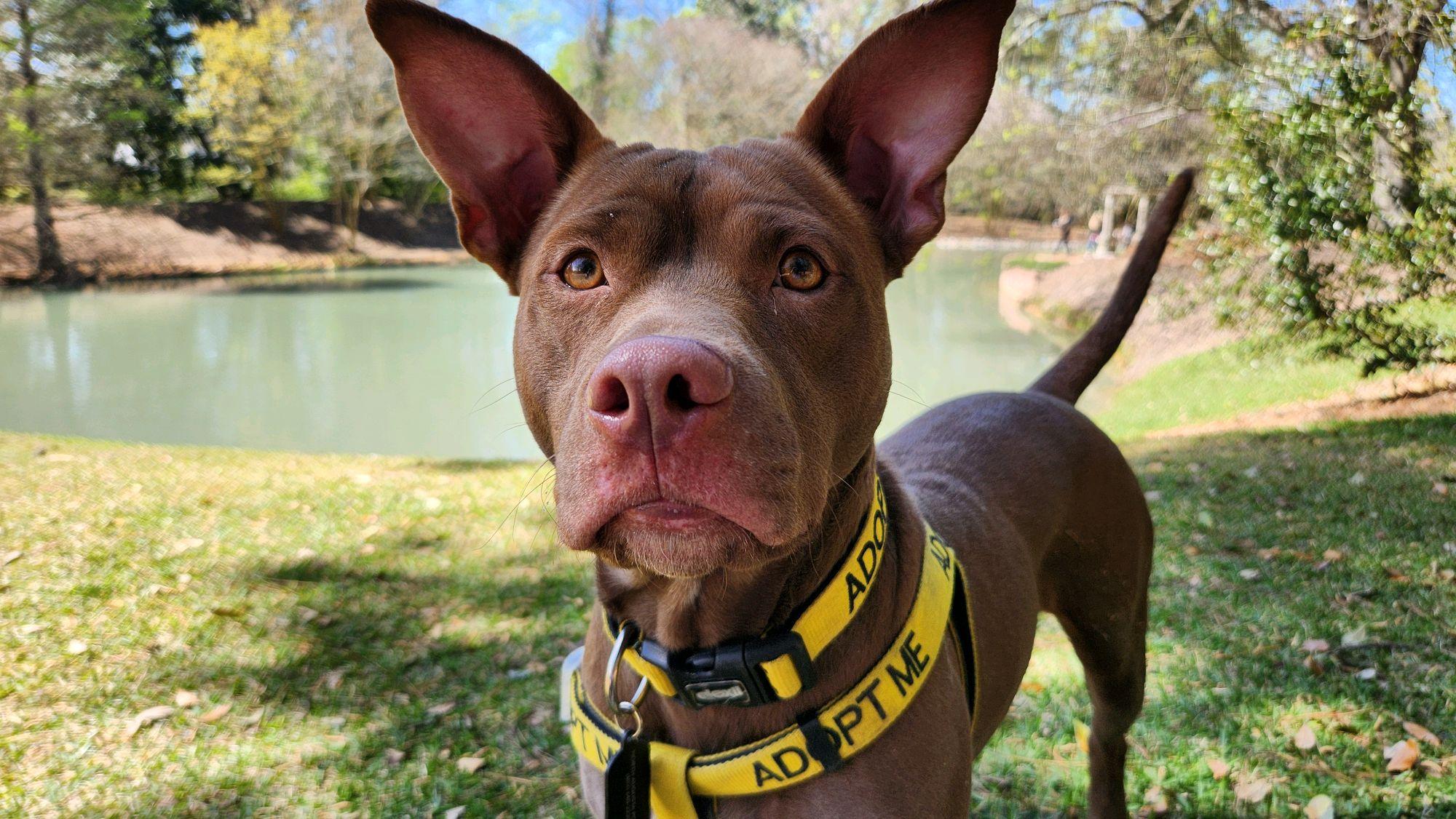 Enlarge Millie, a ADOPTABLE Mixed Breed in North Augusta, SC image 6/6