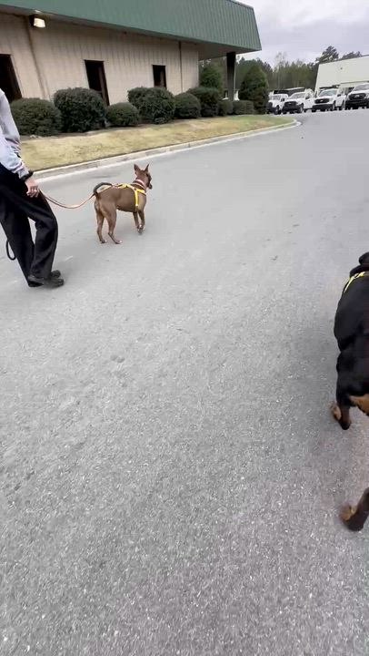 Enlarge Millie, a ADOPTABLE Mixed Breed in North Augusta, SC video 5/6