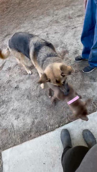 Enlarge Millie, a ADOPTABLE Mixed Breed in North Augusta, SC video 4/6