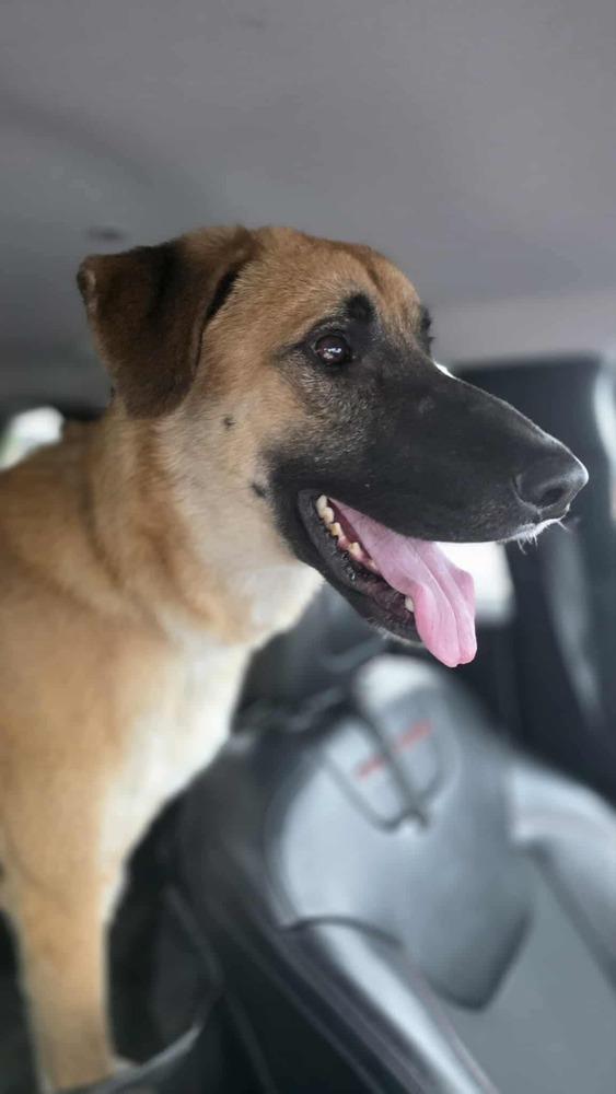 Larry AKA Big Bird, Adoptable, Adult Male Shepherd.