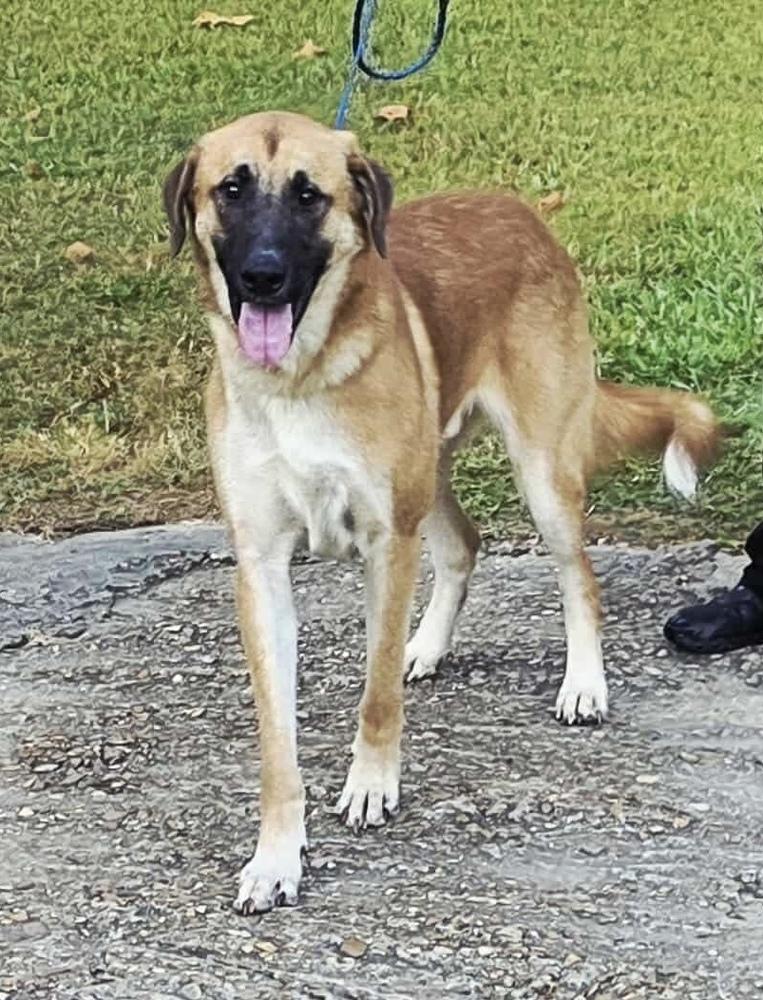 Enlarge Larry AKA Big Bird, a Adoptable mixed breed in Syracuse, NY image 2/4