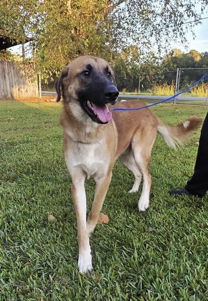 Enlarge Larry AKA Big Bird, a Adoptable mixed breed in Syracuse, NY image 3/4
