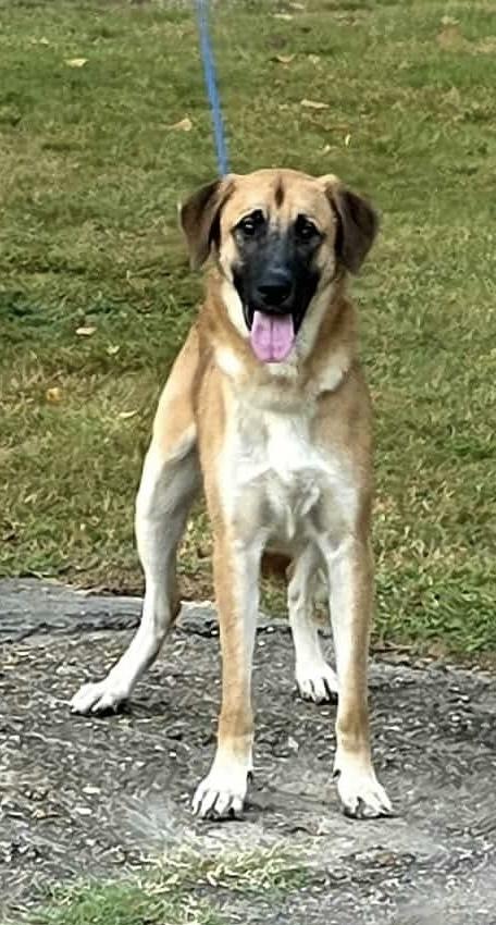Enlarge Larry AKA Big Bird, a Adoptable mixed breed in Syracuse, NY image 4/4