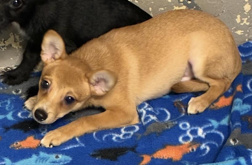 Puppy, adopted, Puppy Male Dachshund & Pomapoo.