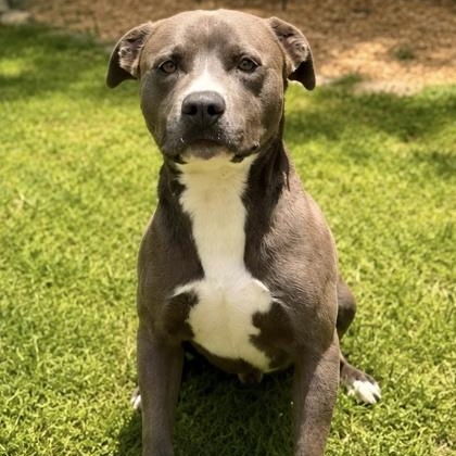 Enlarge Lucky, a ADOPTABLE American Staffordshire Terrier in Dahlonega, GA image 1/1