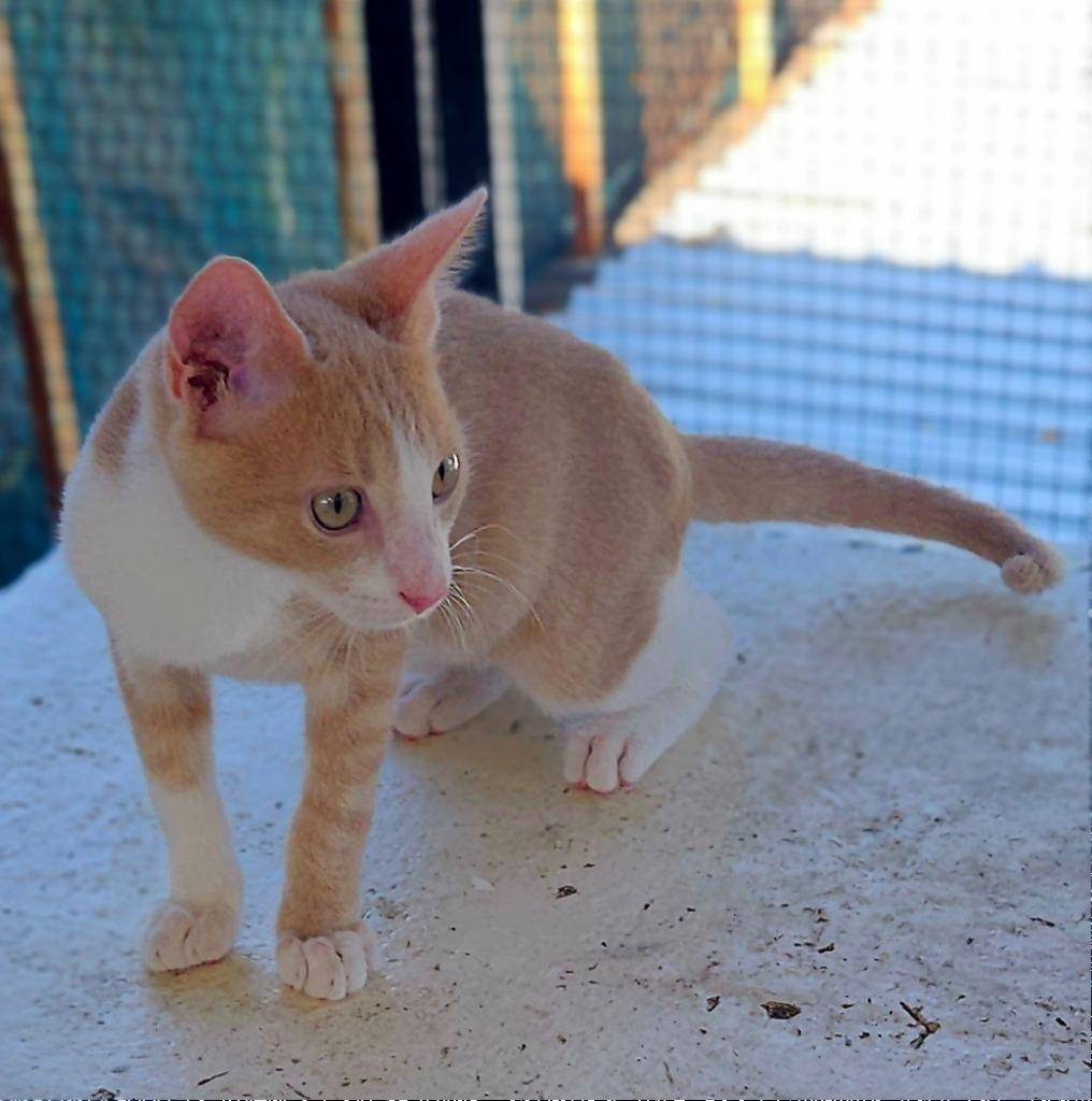 Enlarge Mushu, a Adoptable mixed breed in Corral del Risco, NAY image 4/4