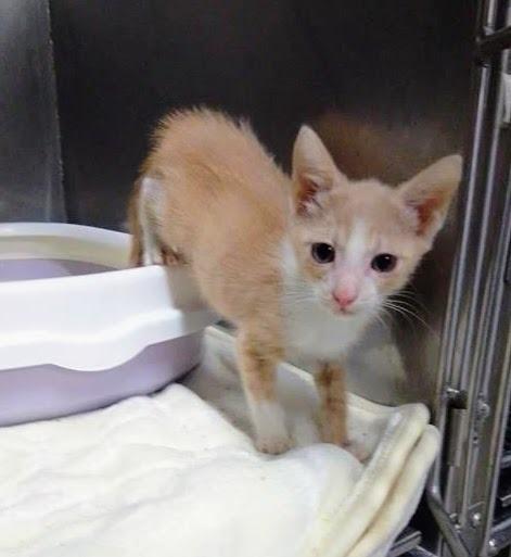 Enlarge Mushu, a Adoptable mixed breed in Corral del Risco, NAY image 3/4