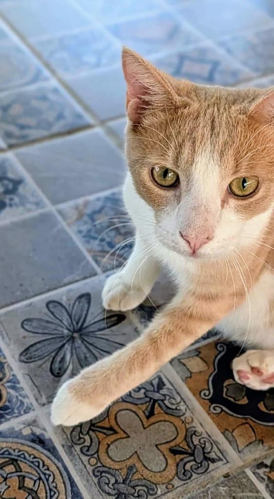 Enlarge Mushu, a Adoptable mixed breed in Corral del Risco, NAY image 2/4