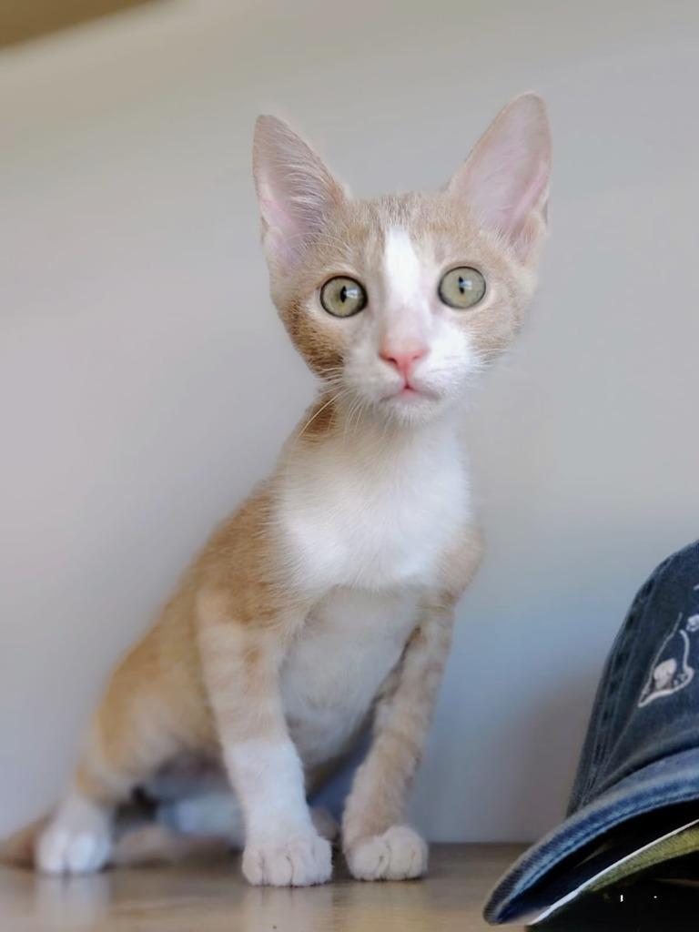 Enlarge Mushu, a Adoptable mixed breed in Corral del Risco, NAY image 1/4