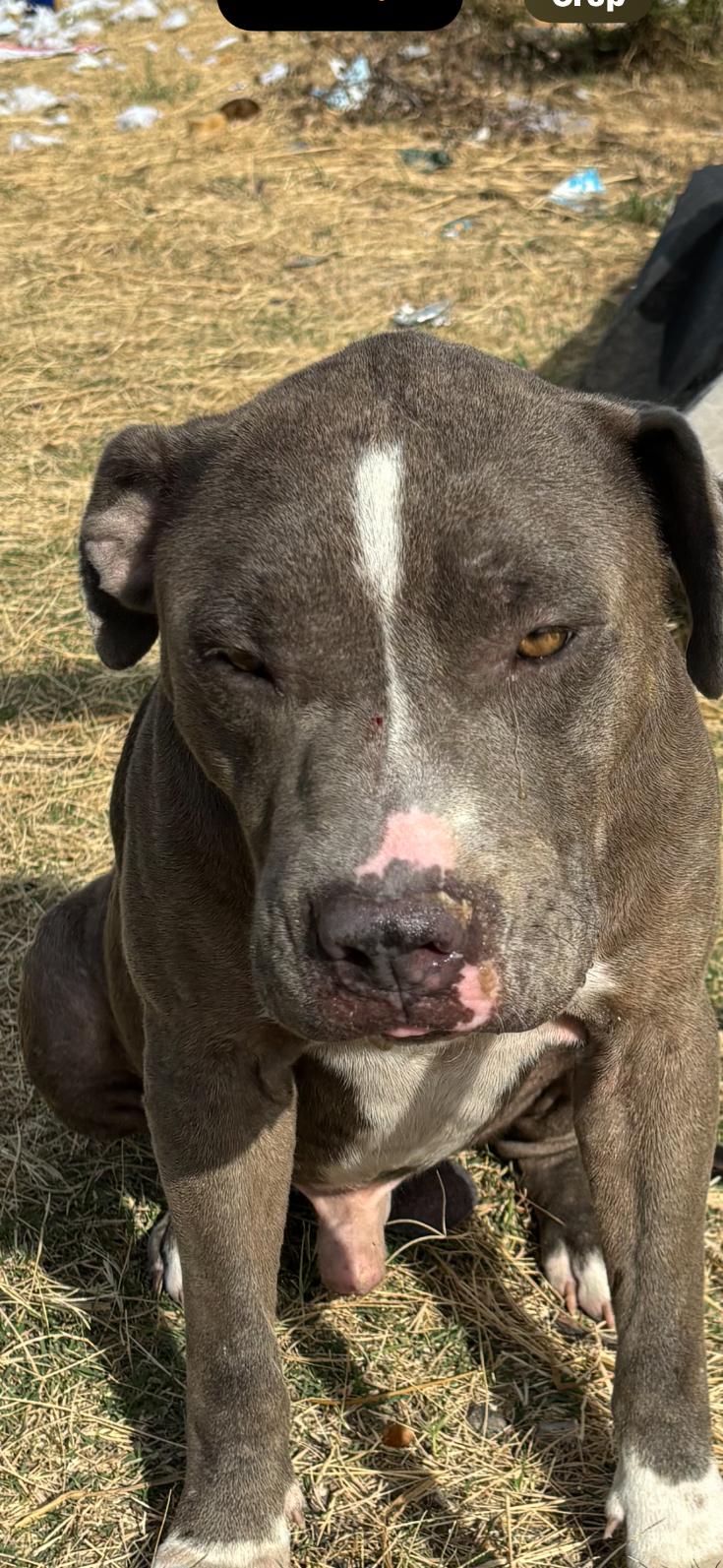 Enlarge Tank, a Adoptable mixed breed in Dallas, TX image 6/6