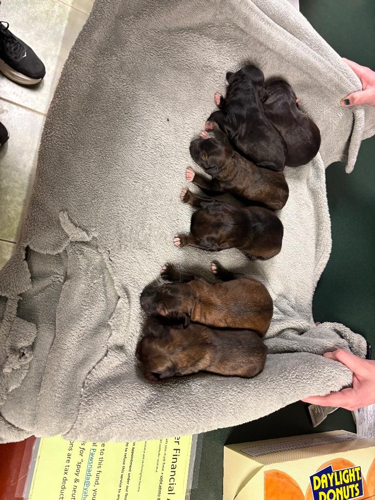 Hannah, Adoptable, Puppy Male Hound.