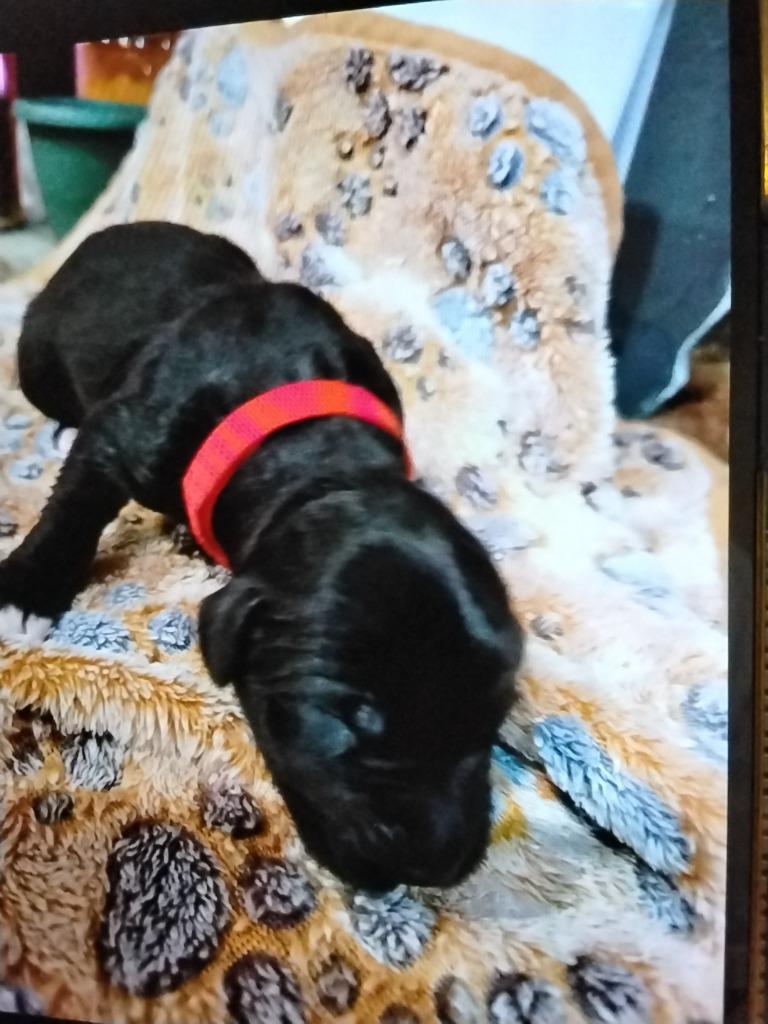 Enlarge Hannah, a Adoptable Hound in Ada, OK image 2/2