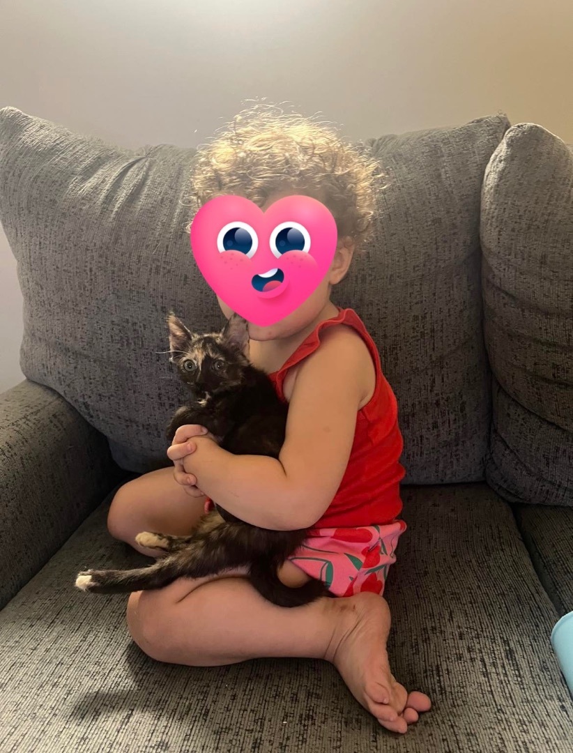 Brie , a Adopted Domestic Short Hair in Media, PA image 1/3