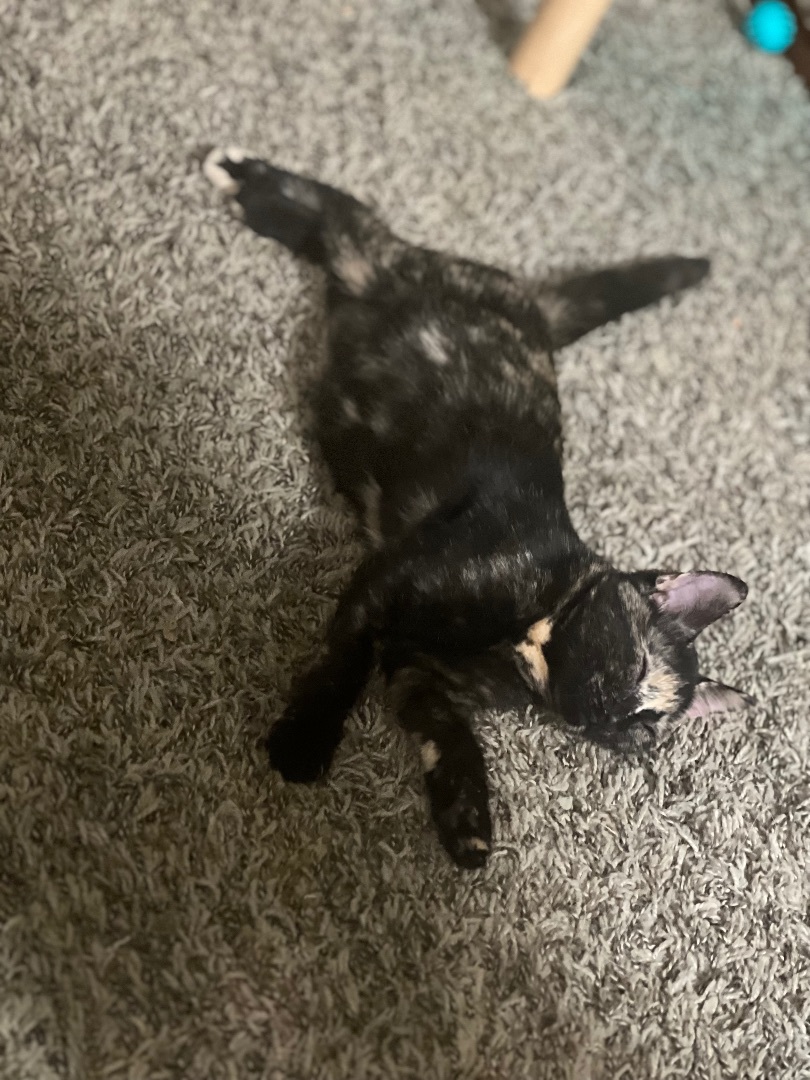 Brie , a Adopted Domestic Short Hair in Media, PA image 2/3