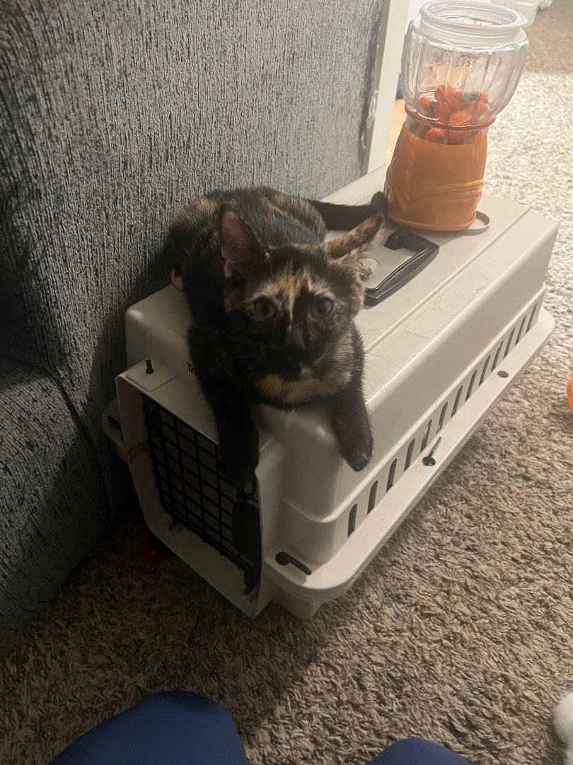 Brie , a Adopted Domestic Short Hair in Media, PA image 3/3