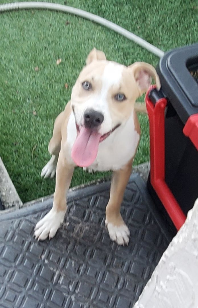 Gilbert ... Must read bio in full, a Adoptable mixed breed in West Palm Beach, FL image 1/6