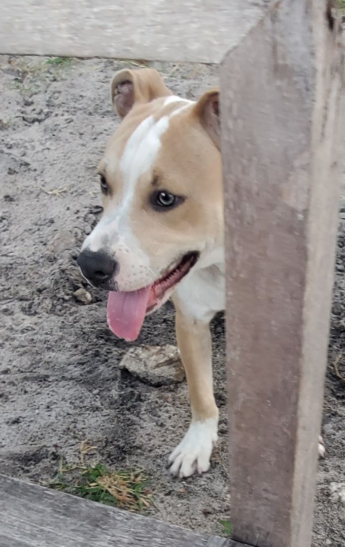 Gilbert ... Must read bio in full, a Adoptable mixed breed in West Palm Beach, FL image 2/6