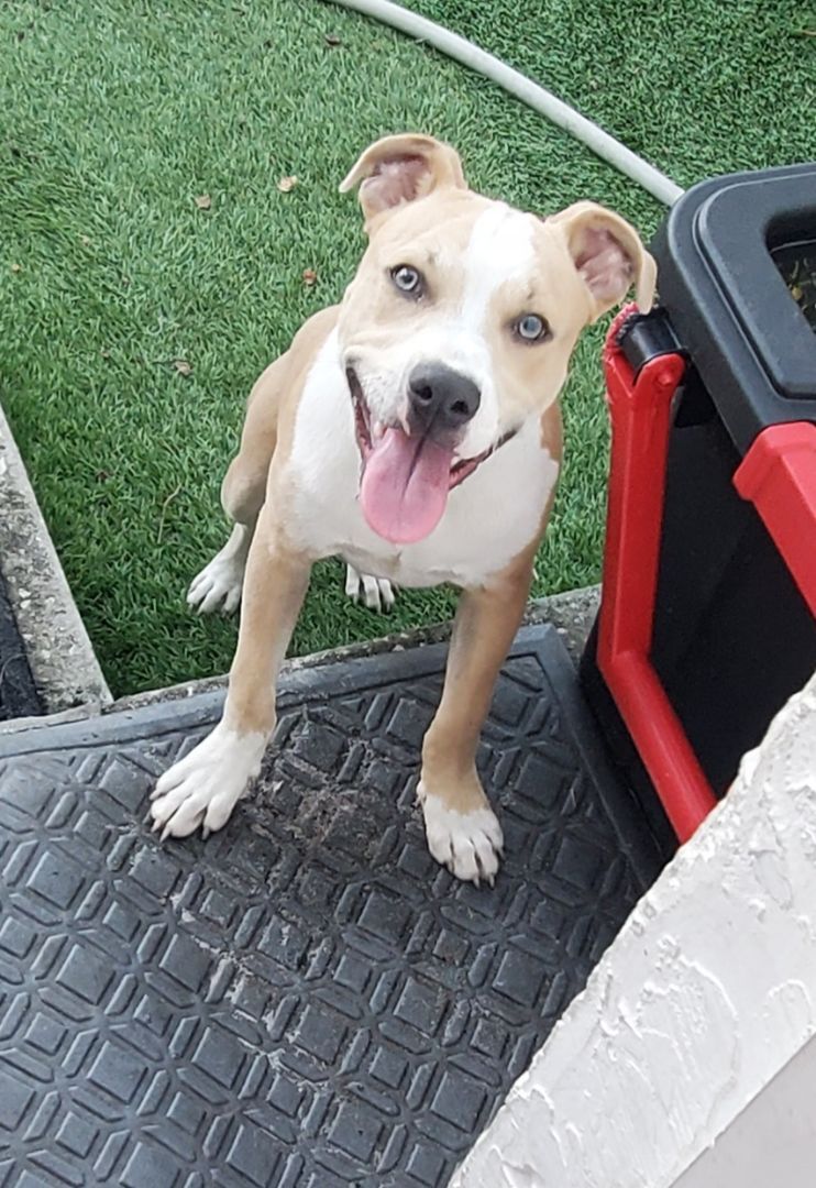 Gilbert ... Must read bio in full, a Adoptable mixed breed in West Palm Beach, FL image 3/6