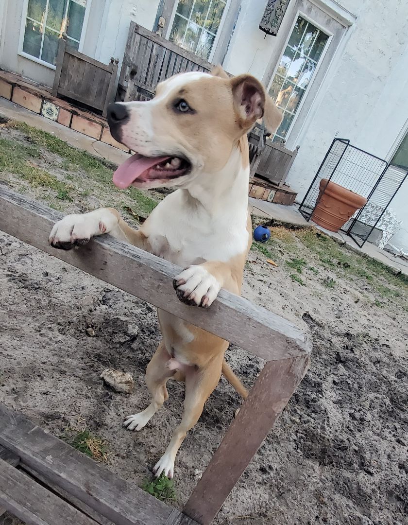 Gilbert ... Must read bio in full, a Adoptable mixed breed in West Palm Beach, FL image 4/6