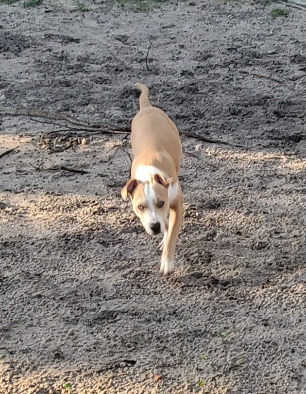 Gilbert ... Must read bio in full, a Adoptable mixed breed in West Palm Beach, FL image 5/6