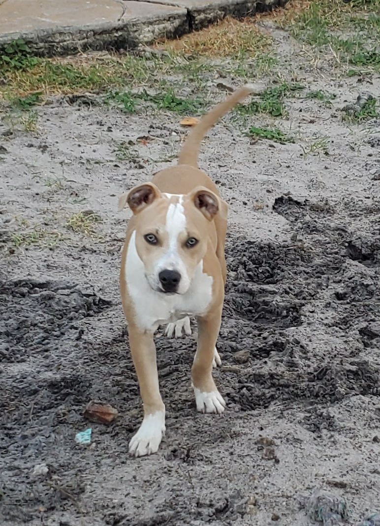 Gilbert ... Must read bio in full, a Adoptable mixed breed in West Palm Beach, FL image 6/6