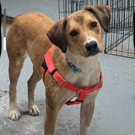 Enlarge Lady A, a Adoptable Black Mouth Cur in Marshall, TX image 1/2