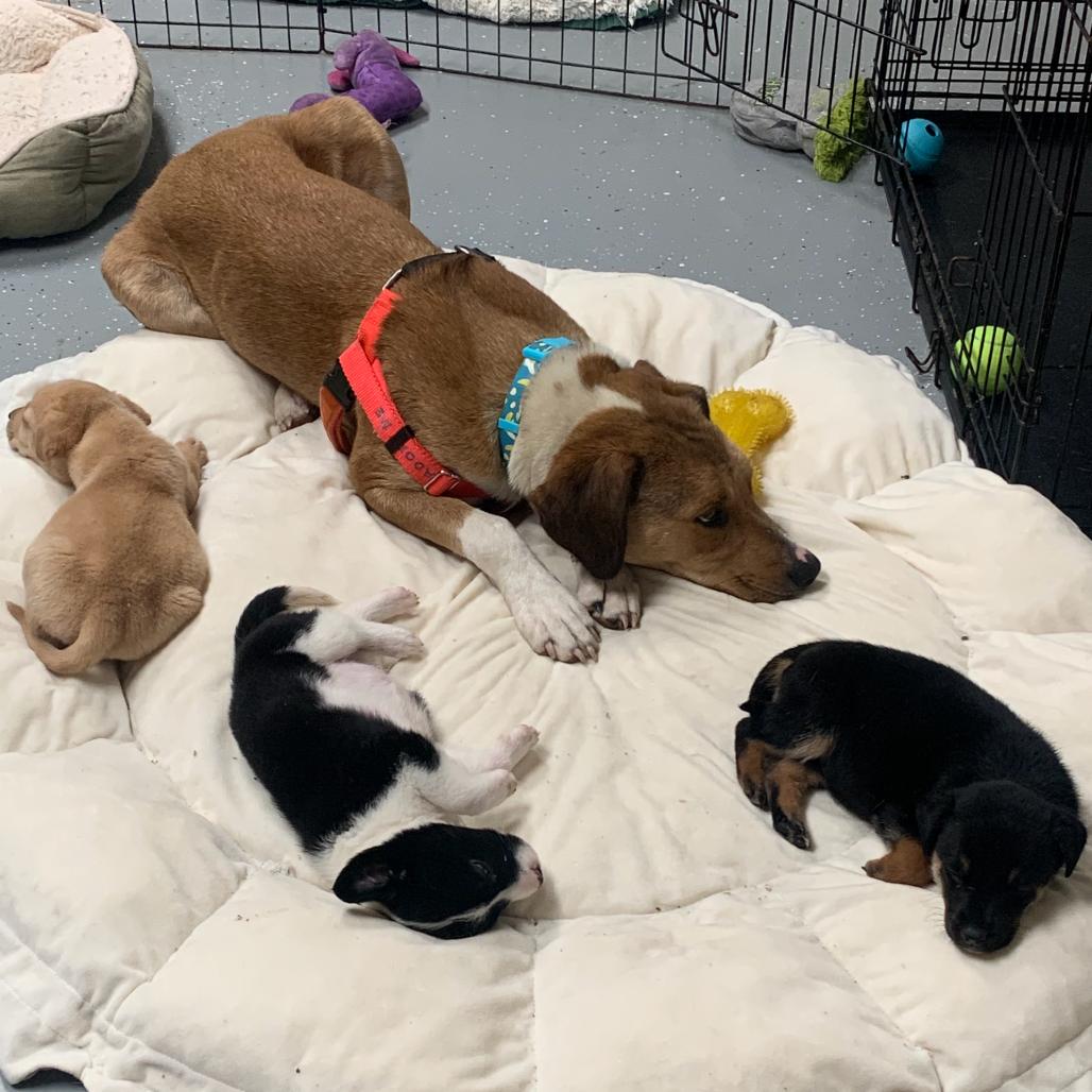 Enlarge Lady A, a Adoptable Black Mouth Cur in Marshall, TX image 2/2