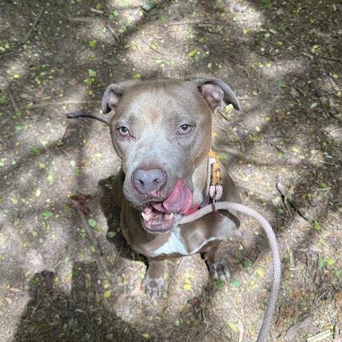 Calvin 9630 — thumbnail 3