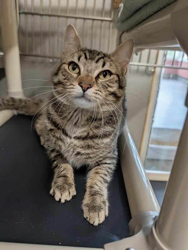 Wulbren, Adoptable, Adult Male Domestic Short Hair.