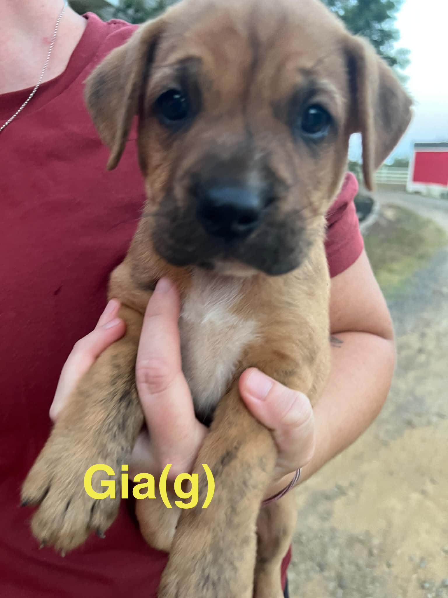 Gia, ADOPTABLE, Puppy Female Australian Shepherd & Portuguese Podengo.