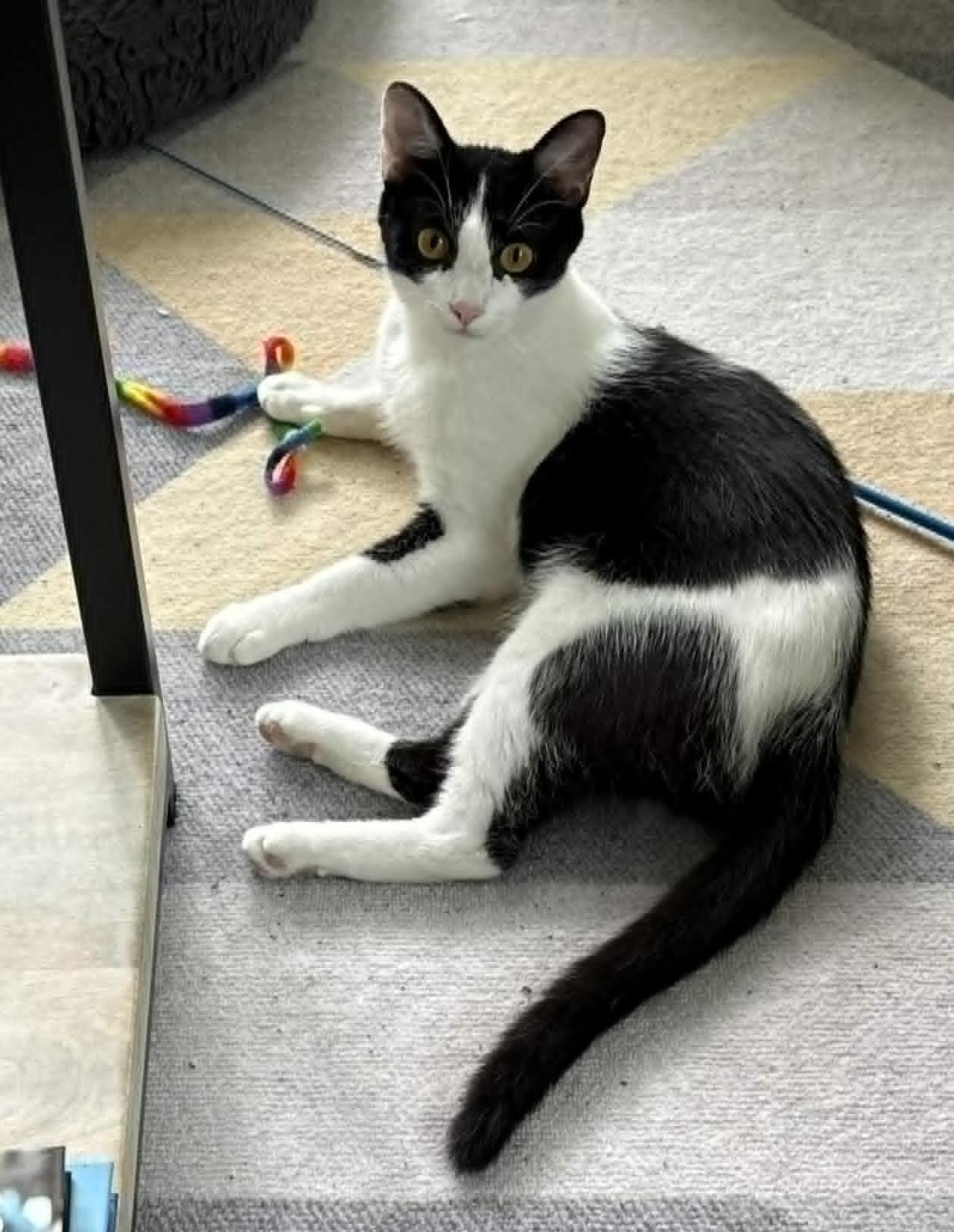 Ladybug, a ADOPTABLE Domestic Short Hair in Roslindale, MA image 3/4