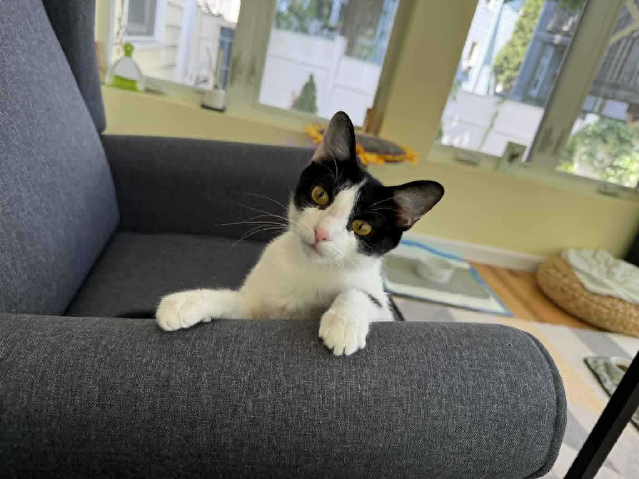 Ladybug, a ADOPTABLE Domestic Short Hair in Roslindale, MA image 2/4